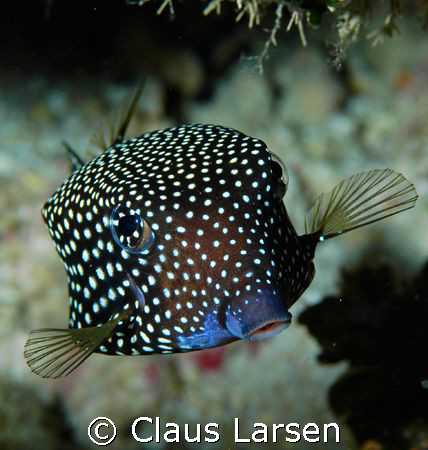 Spottet boxfish looking at the photographer
Nikon D 70 s... by Claus Larsen 