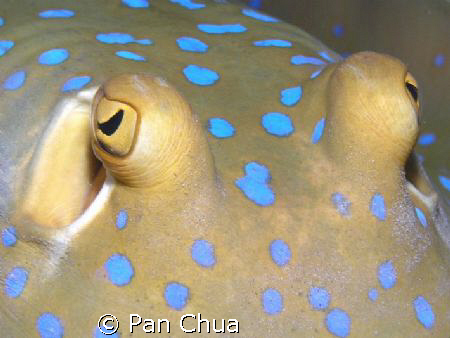 blue spotted stingray by Pan Chua 