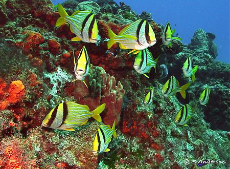 Who is the leader? These Porkfish are always enjoying the... by Steven Anderson 