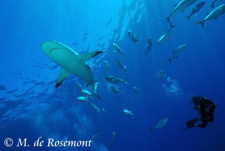 Alex and a grey reef shark cruising at Murimuri. D50/12-2... by Moeava De Rosemont 