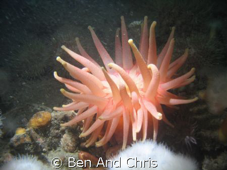 North atlantic red anemone taken in Les escoumins Québec ... by Ben And Chris 
