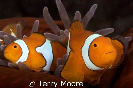 Percula Anenome Fish taken at Tufi Dive Resort PNG by Terry Moore 