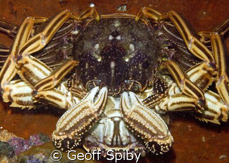 mating crabs. I will refrain from writing a disgusting ca... by Geoff Spiby 