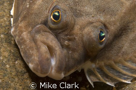 Grumpy!
this plaice didn't look to happy. by Mike Clark 