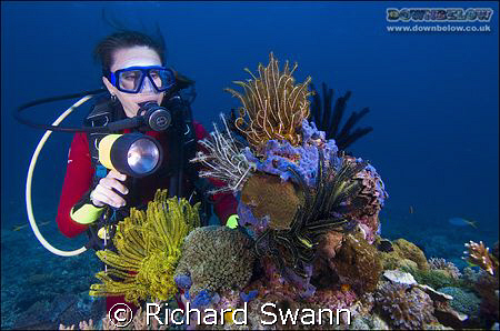 Coral Head Lankayan by Richard Swann 