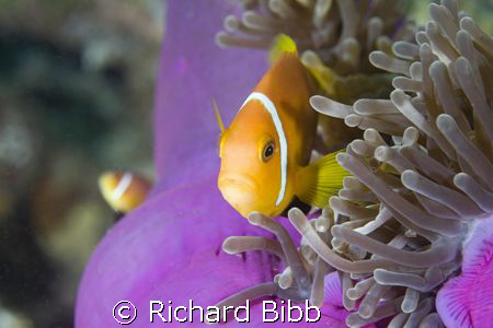Anemone Fish (Amphiprion Nigripes). Banana Reef  Baros Ma... by Richard Bibb 