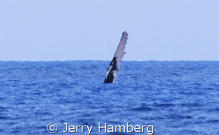 Off Maui, Hawaii a humpback whale waves to passerbyers by Jerry Hamberg 