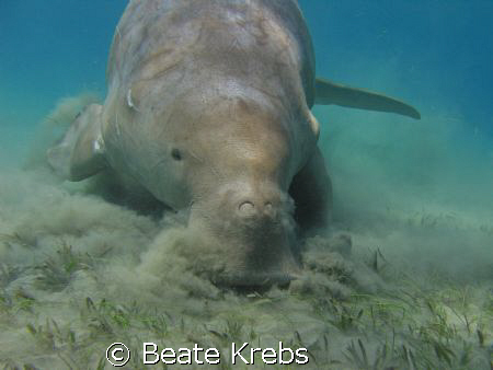 Ready for landing , Dugong , Canon S70  by Beate Krebs 