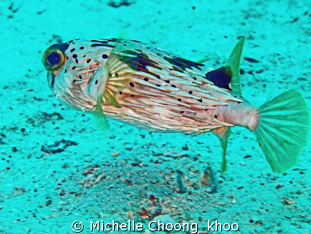 Black blotched procupinefish protected with really long s... by Michelle Choong_khoo 