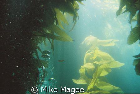 Sunlight though Kelp Forest in Catalina by Mike Magee 