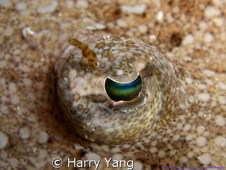  Flounder eye`s.
5/04/2008 Kenting, TAIWAN.  CASIO EX-Z1... by Harry Yang 