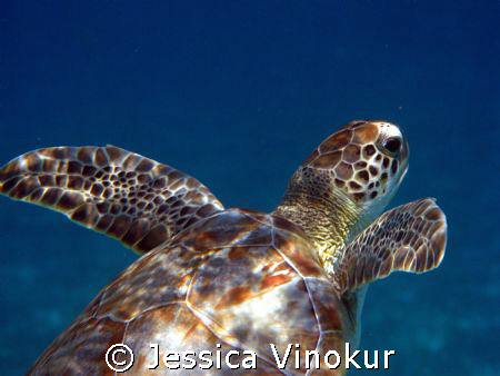 small green turtle heading for surface. Belize, March 2008 by Jessica Vinokur 
