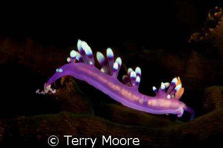 A beautiful Nudibranch, one of 55 different species I pho... by Terry Moore 