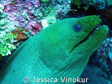 green moray in Belize. March 2008 by Jessica Vinokur 