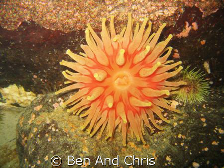 This Atlantic red anemone is wide open to collect nutrien... by Ben And Chris 