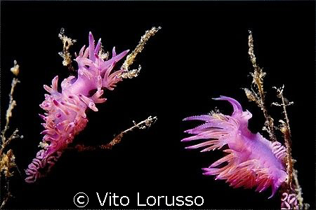 Nudibranchs - Flabellina affinis (with eggs) by Vito Lorusso 
