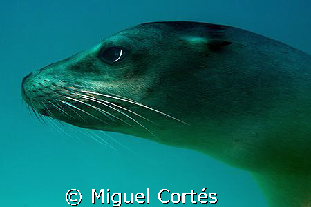 Seal Portrait by Miguel Cortés 