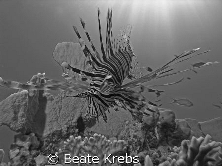 Lionfish, El Quseir , Canon S70  by Beate Krebs 