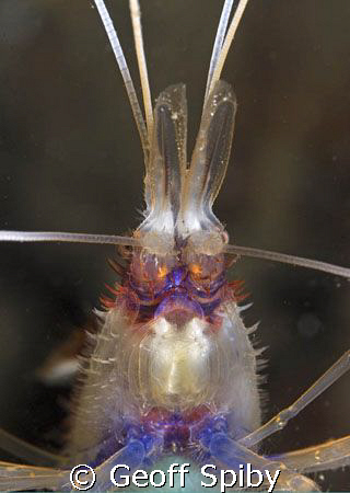 banded cleaner shrimp. Nikon D-200 with 60macro lens and ... by Geoff Spiby 