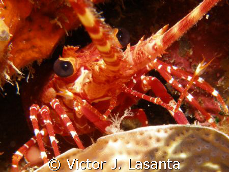 red banded lobster at two for you dive site in parguera a... by Victor J. Lasanta 