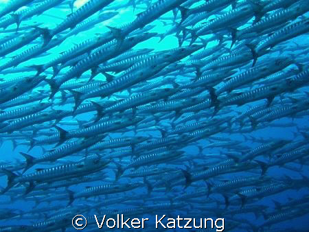Barracudas by Volker Katzung 