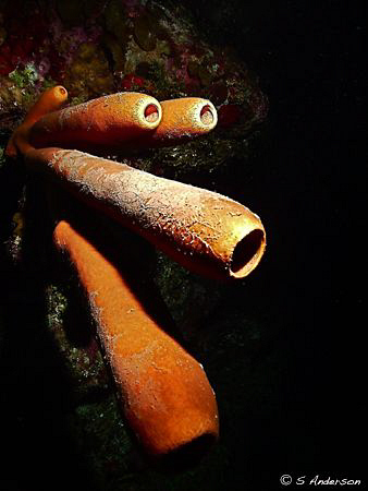 Even the different types of sponge have lots of color. I ... by Steven Anderson 
