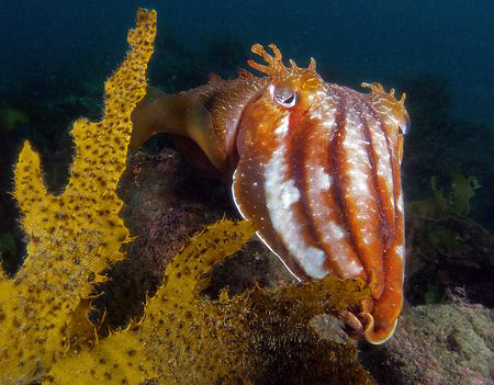 Giant Cuttle, Kurnell by Doug Anderson 