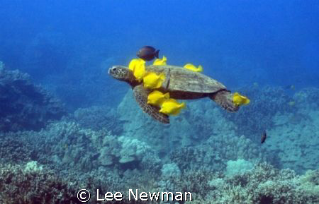 Honu with a living lei! A green seaturtle being grazed by... by Lee Newman 