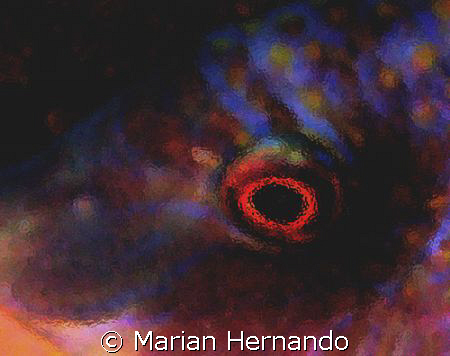 Eye abstract, a blueside wrasse. Taken in Siladen, Manado... by Marian Hernando 