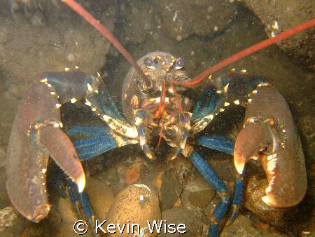 Lobster taken at South Gare west end of Coatham Sands nea... by Kevin Wise 