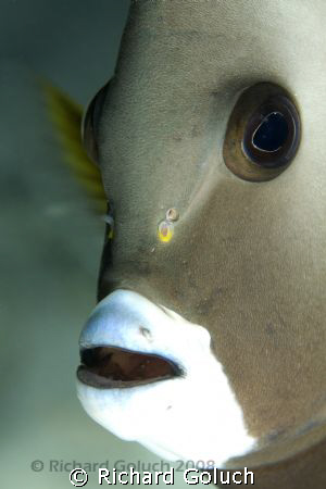 Gray Angel Fish-Key Largo.Canon 5D 100 mm  by Richard Goluch 