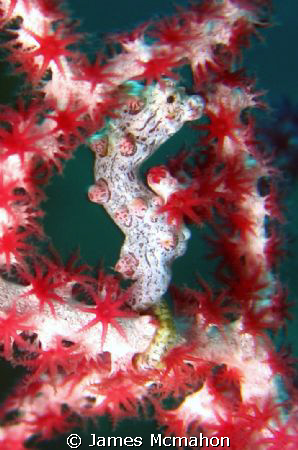 I know that everyone has photos of Pygmy Seahorses, but I... by James Mcmahon 