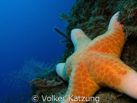 Starfish by Volker Katzung 