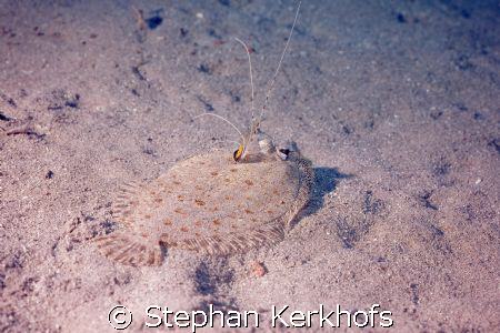 panther flounder (bothus pantherinus) taken in Na'ama Bay. by Stephan Kerkhofs 