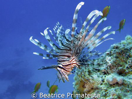 Lionfish in blue (Pterois miles) by Beatrice Primatesta 