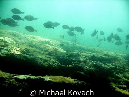 Surgeon fish on the inside reef at Lauderdale by the Sea by Michael Kovach 