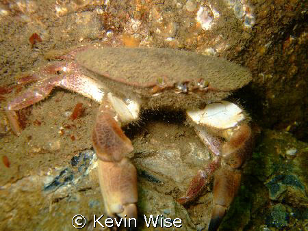 crab,  at South Gare west end of Coatham Sands near Redcar by Kevin Wise 