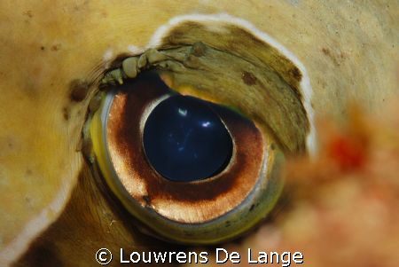 Close up Porcupine Puffer fish by Louwrens De Lange 