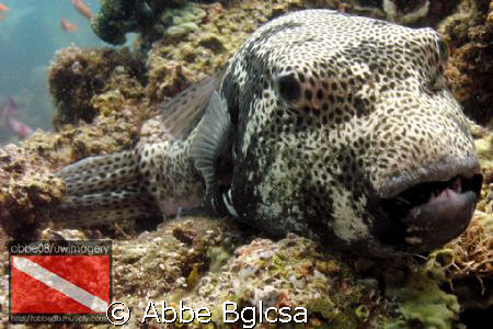 Puffer Posey... it seems enjoying to pose in front of the... by Abbe Bglcsa 