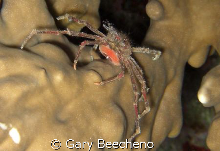 Spider Crab by Gary Beecheno 
