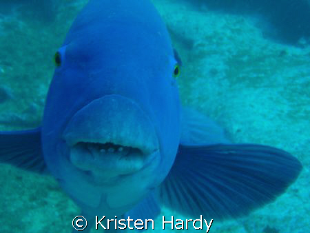 High Five?!!... curious Groper at Magic Point. Sydney. by Kristen Hardy 