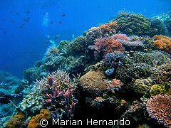 Coral Garden, Bunaken, Indonesia, using Olympus CW8080 wi... by Marian Hernando 