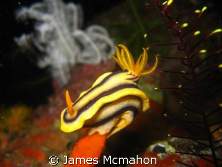 Nudi on a pedestal.

Canon IXUS 800IS with Canon Housin... by James Mcmahon 