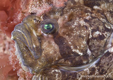 Face of a Topknot.
Trefor Pier, N. Wales.
60mm. by Mark Thomas 