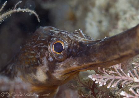 Greater pipefish. Trefor pier. D200, 2x converter, 60mm, ... by Derek Haslam 