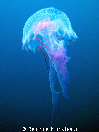 Jellyfish by Beatrice Primatesta 