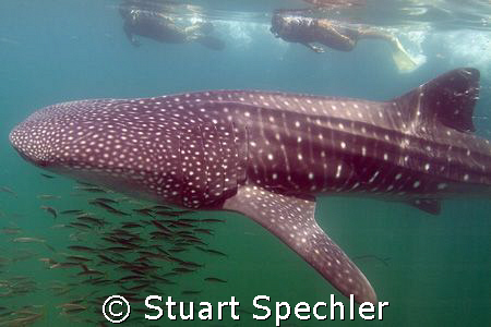 Friendly whale shark with snorkelers, Isla Mujeres, Mexic... by Stuart Spechler 