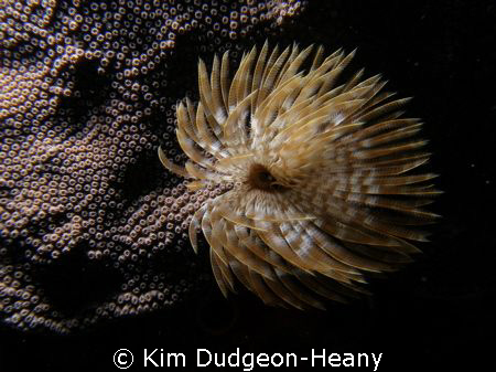 Feather duster. Taken free-diving with an Olympus 7070 an... by Kim Dudgeon-Heany 