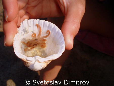 Baby octopus, Aegean Sea, Chalkidiki by Svetoslav Dimitrov 