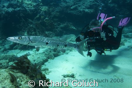 Diver taking footage of the Great Barracuda-Canon 5D-17-4... by Richard Goluch 